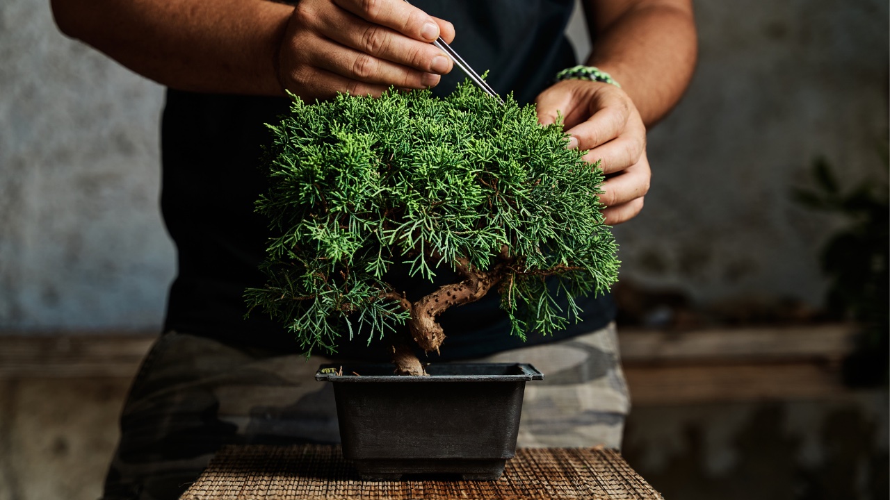 How to Shape and Train Your Bonsai Like a Pro hero image