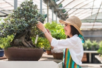 Bonsai Care & Maintenance Guides service image