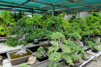 Expert Bonsai Selection Assistance service image