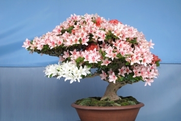 blog image Flowering Bonsai Trees: How to Make Your Bonsai Bloom