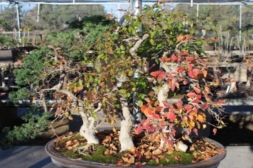 Premium Bonsai Tree Sales service image