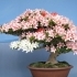 Flowering Bonsai Trees: How to Make Your Bonsai Bloom related image